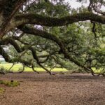 mimpi pohon oak