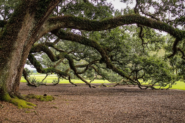 mimpi pohon oak
